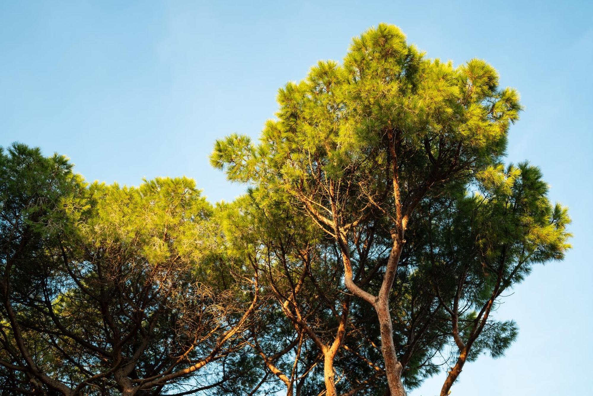 Hotel Parco Dei Pini - 100Mt Dal Mare Follonica Buitenkant foto