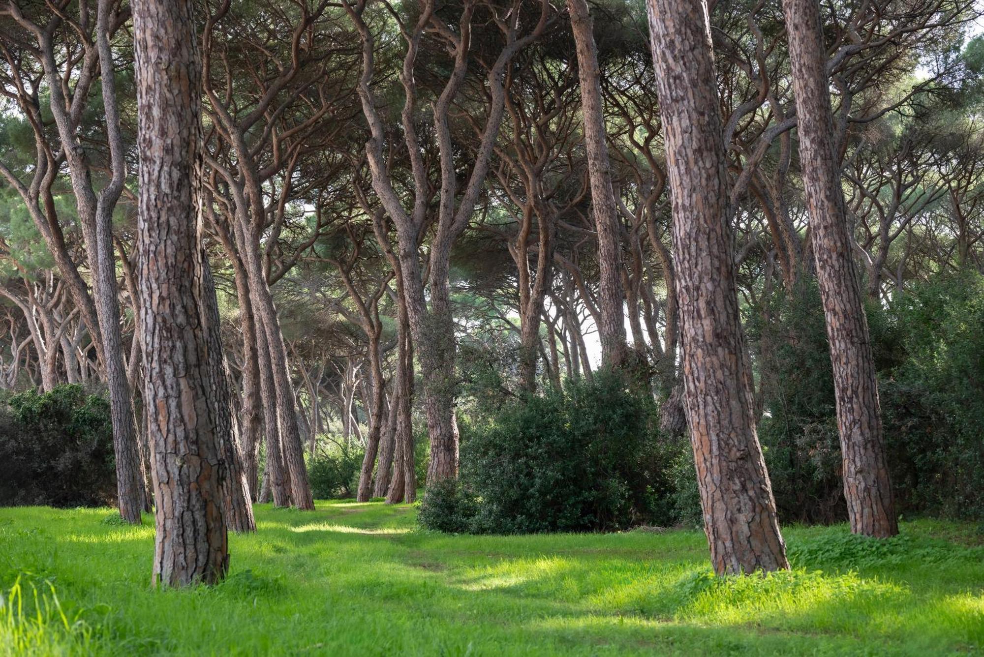 Hotel Parco Dei Pini - 100Mt Dal Mare Follonica Buitenkant foto